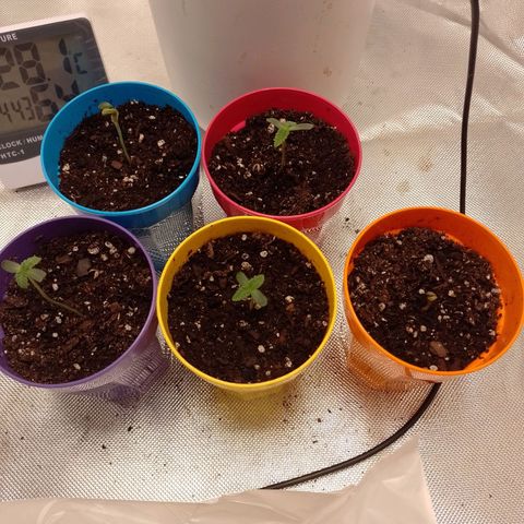 Poddy Mouth  growlog timeline photo