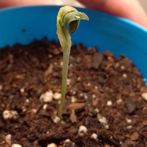 Poddy Mouth  growlog timeline photo