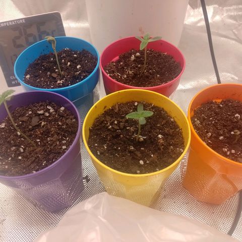 Poddy Mouth  growlog timeline photo