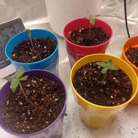 Poddy Mouth  growlog timeline photo