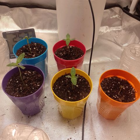 Poddy Mouth  growlog timeline photo