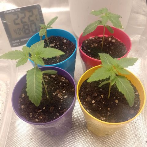 Poddy Mouth  growlog timeline photo