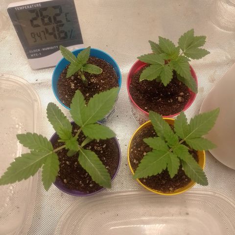 Poddy Mouth  growlog timeline photo