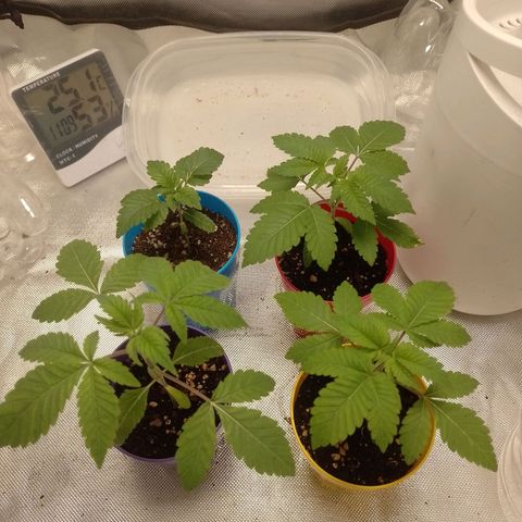 Poddy Mouth  growlog timeline photo