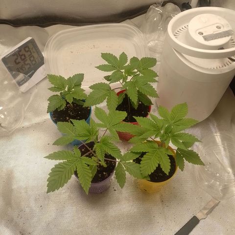 Poddy Mouth  growlog timeline photo