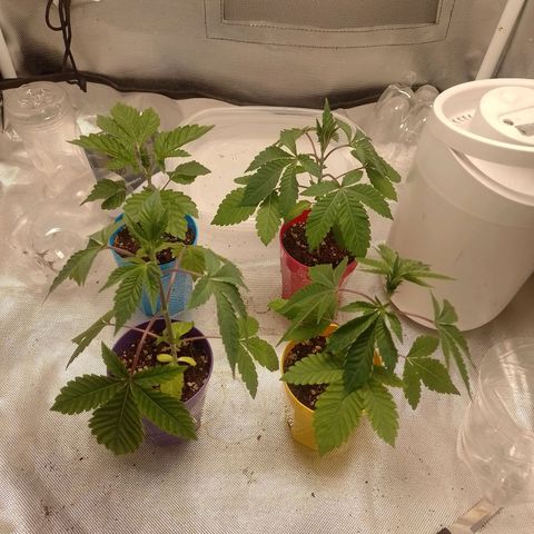 Poddy Mouth  growlog photo: Previo al trasplante