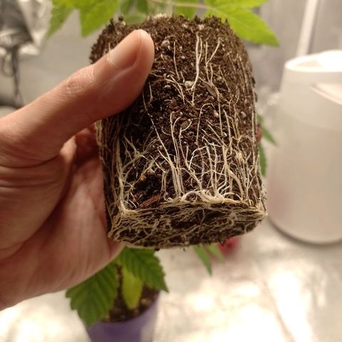 Poddy Mouth  growlog timeline photo