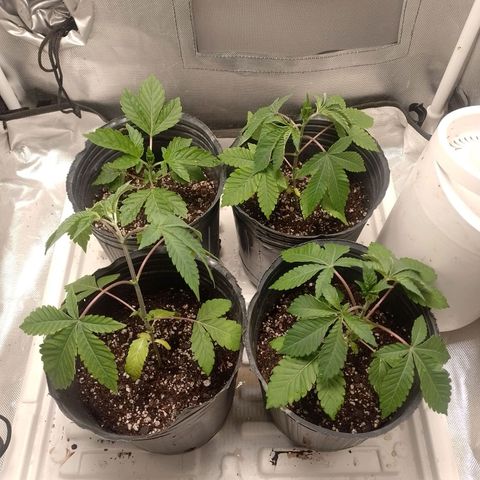 Poddy Mouth  growlog photo: Post trasplante, subí la altura de la luz, para que sigan con 15k lux