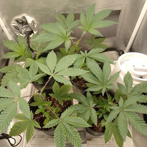 Poddy Mouth  growlog timeline photo