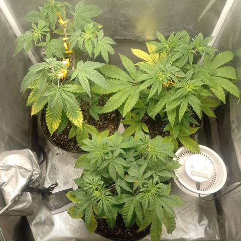 Poddy Mouth  growlog timeline photo