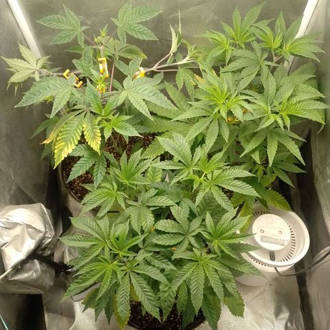 Poddy Mouth  growlog timeline photo