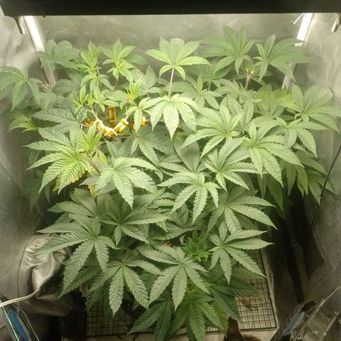 Poddy Mouth  growlog timeline photo