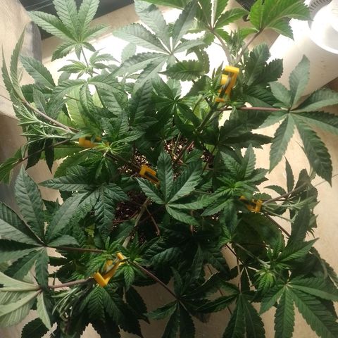 Poddy Mouth  growlog timeline photo