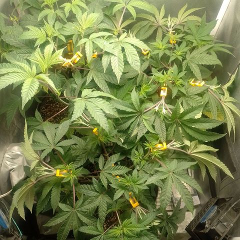 Poddy Mouth  growlog timeline photo