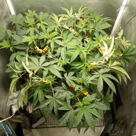 Poddy Mouth  growlog timeline photo