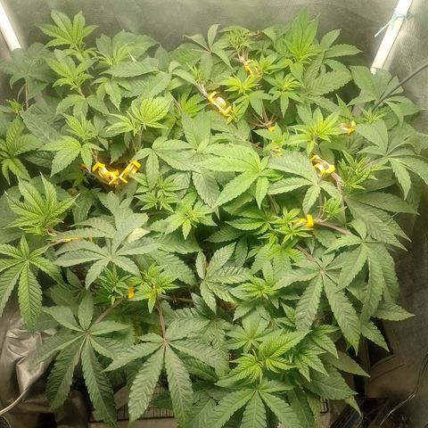 Poddy Mouth  growlog timeline photo