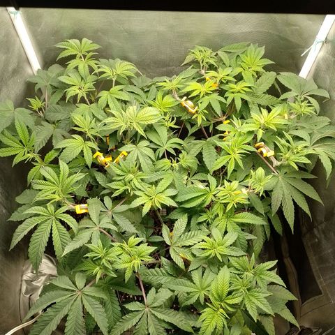 Poddy Mouth  growlog photo: Post riego y dedo de hojas grandes