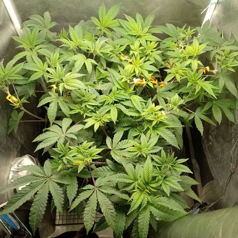 Poddy Mouth  growlog timeline photo