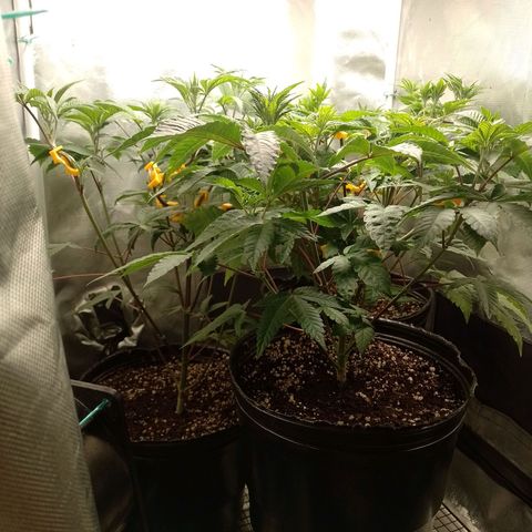 Poddy Mouth  growlog timeline photo