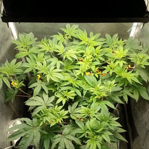 Poddy Mouth  growlog timeline photo