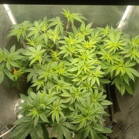 Poddy Mouth  growlog timeline photo