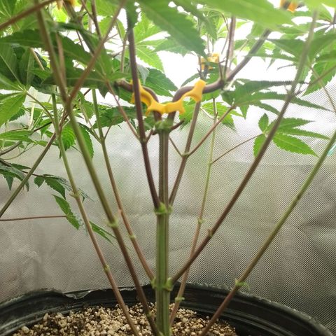 Poddy Mouth  growlog timeline photo