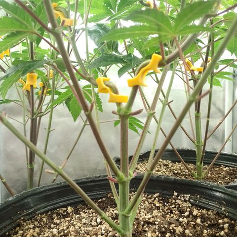 Poddy Mouth  growlog timeline photo