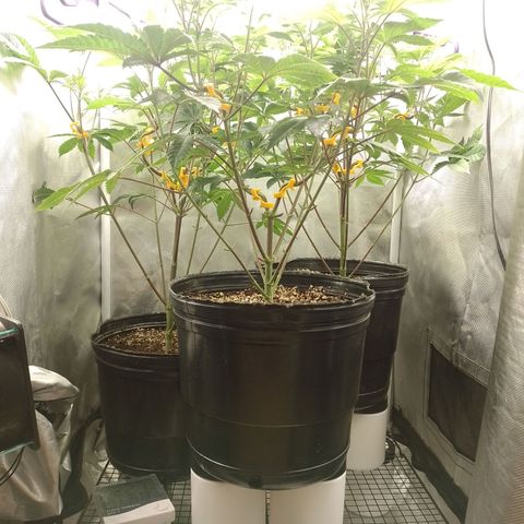 Poddy Mouth  growlog timeline photo