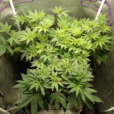 Poddy Mouth  growlog timeline photo