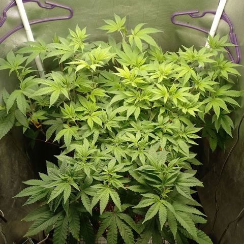 Poddy Mouth  growlog timeline photo