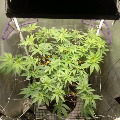 Poddy Mouth  growlog timeline photo