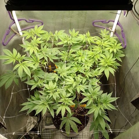 Poddy Mouth  growlog timeline photo