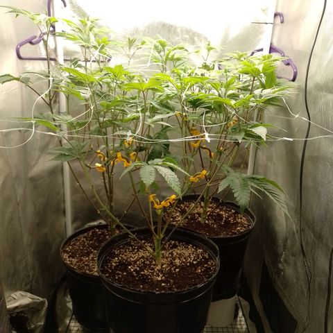 Poddy Mouth  growlog timeline photo