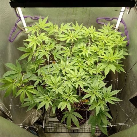 Poddy Mouth  growlog timeline photo