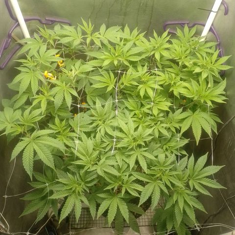 Poddy Mouth  growlog timeline photo