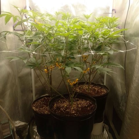 Poddy Mouth  growlog timeline photo