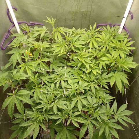 Poddy Mouth  growlog timeline photo