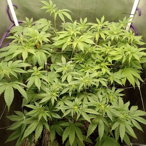 Poddy Mouth  growlog timeline photo