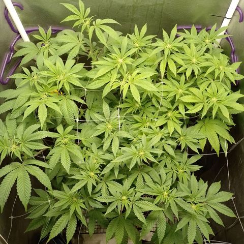 Poddy Mouth  growlog timeline photo