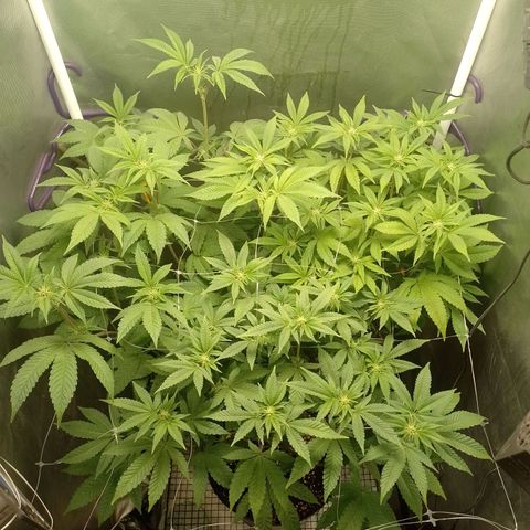 Poddy Mouth  growlog timeline photo