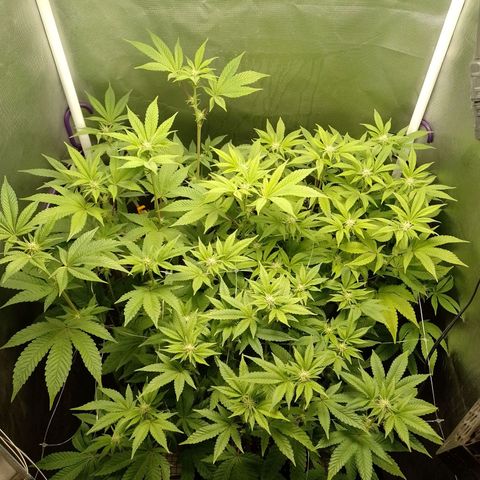 Poddy Mouth  growlog timeline photo