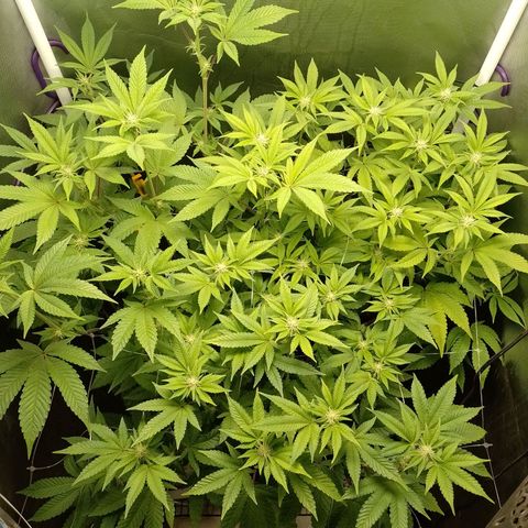 Poddy Mouth  growlog timeline photo