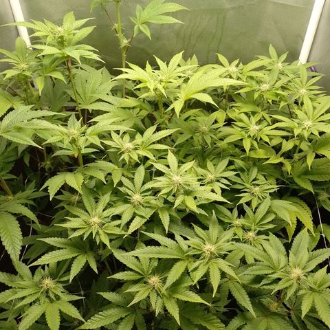 Poddy Mouth  growlog timeline photo