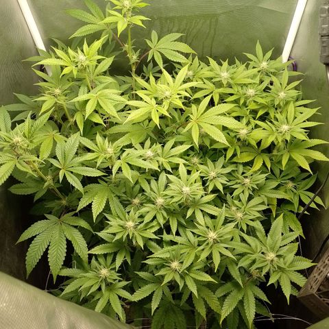 Poddy Mouth  growlog timeline photo