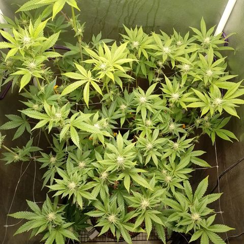 Poddy Mouth  growlog photo: Post defo