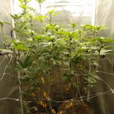 Poddy Mouth  growlog timeline photo