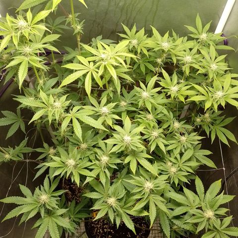 Poddy Mouth  growlog timeline photo