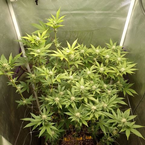 Poddy Mouth  growlog timeline photo