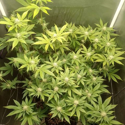 Poddy Mouth  growlog timeline photo