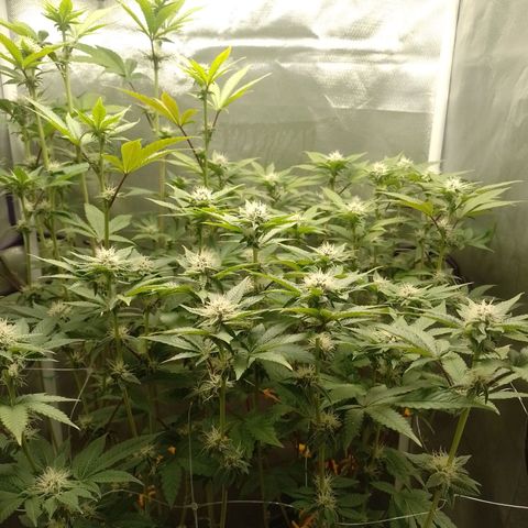 Poddy Mouth  growlog timeline photo